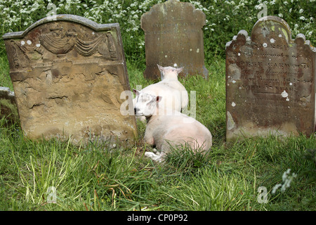 Sheep grazing around the 'grave stones' at 'St Mary`s Church' Baconsthorpe, North Norfolk, avoiding the need for grass cutting. Stock Photo